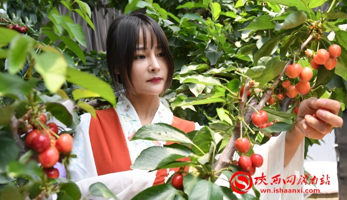 樱桃千万家 唯品方寨红 合阳第五届“方寨红”樱桃推介会举办（高清组图）