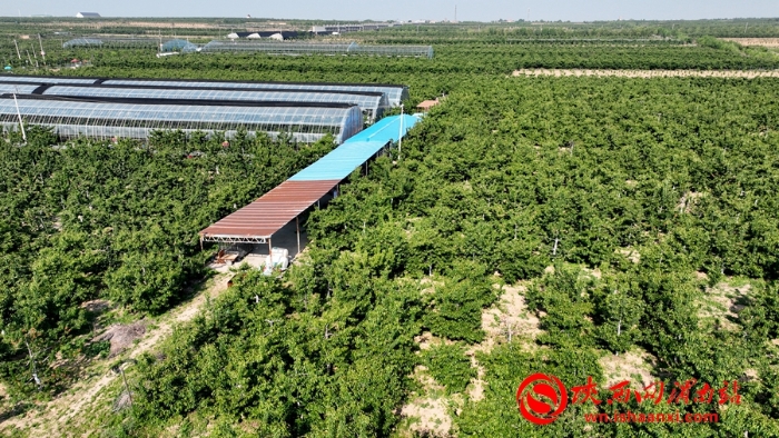 樱桃千万家 唯品方寨红 合阳第五届“方寨红”樱桃推介会举办（高清组图）