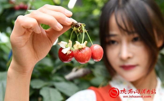 樱桃千万家 唯品方寨红 合阳第五届“方寨红”樱桃推介会举办（高清组图）