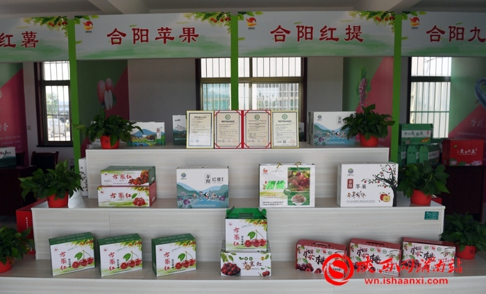 樱桃千万家 唯品方寨红 合阳第五届“方寨红”樱桃推介会举办（高清组图）